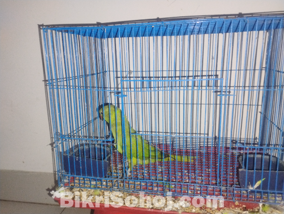 Ringneck Parrot Female